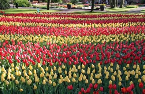 2024 Visit Keukenhof Tulip And Flower Garden Near Amsterdam In Holland