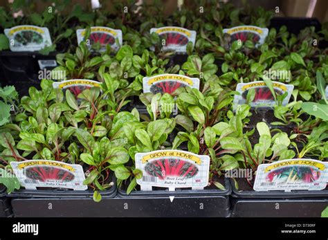 Beet Leaf Ruby Chard On Sale At Garden Centre Stock Photo Alamy