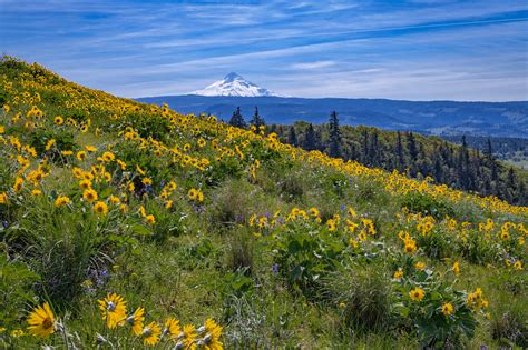 10 Photos That Prove Oregon Is The Most Beautiful State In Spring