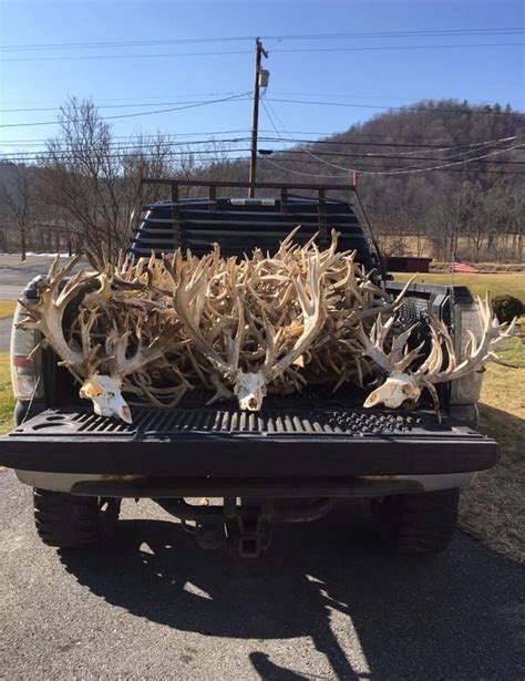 Pin By Jeff Palmquist On Shedsdead Heads Whitetail Deer Pictures