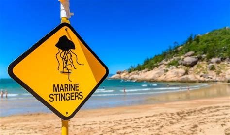 We Have An Antidote For Box Jellyfish Stings But It Comes Down To The