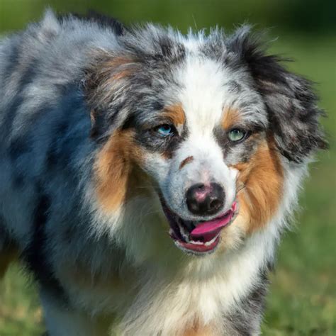 How Do Australian Shepherds Handle Being Left Alone In A Yard With