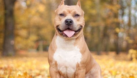 Best dog foods for pitbull puppies. 10 Best Dog Foods For Pitbulls (2020 Guide)