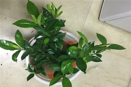 Maybe you would like to learn more about one of these? Gardenia and Magnolia... Three years without flowering? Do ...