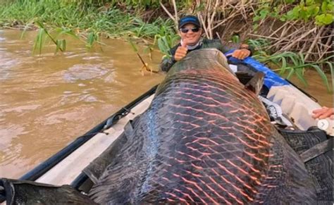 Pescadores Fisgam Pirarucu De Dois Metros Pesando 100 Kg Na Amazônia