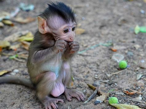 Baby Monkey Primate Free Photo On Pixabay
