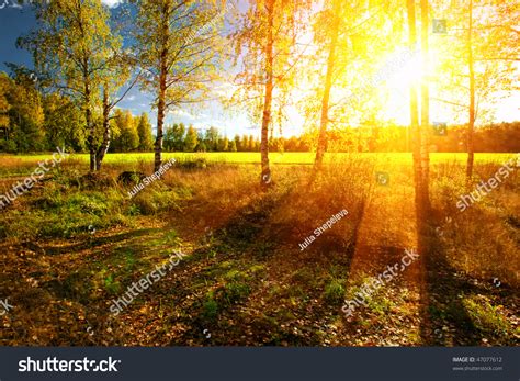Beautiful Landscape Summer Forest Sunset Stock Photo