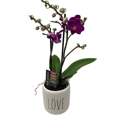 3 5” Multi Flora Orchid In Inspirational Pot Flowers Talk Tivoli