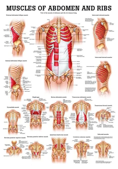 Muscles Of The Abdomen And Ribs Laminated Anatomy Chart Muscle