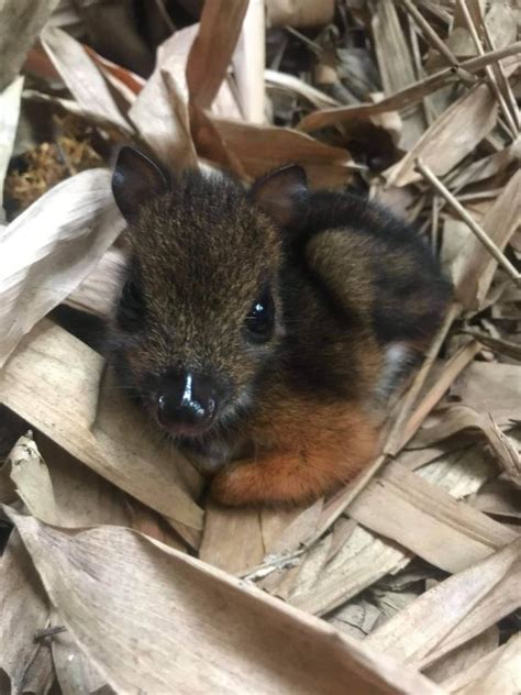 Adorable Tiny Mouse Deer Born At Uk Zoo As Proud Staff Share Snaps