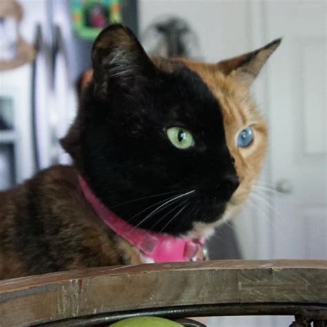 This Is Venus The Internet Sensation Cat With Two Faces Mutually