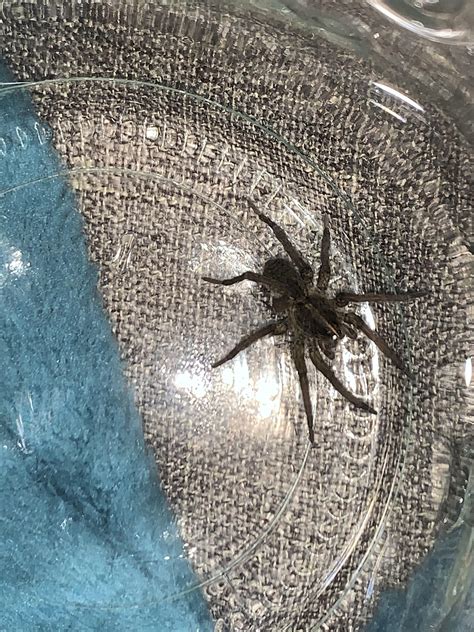 What Type Of Spider Is This Northeast Ohio Found In Basement Spiders