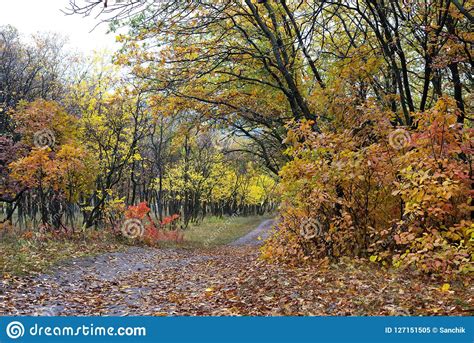 Country Road In The Autumn Forest Stock Image Image Of Calm Light