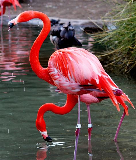 Bird Flamingo Pink Free Photo On Pixabay Pixabay