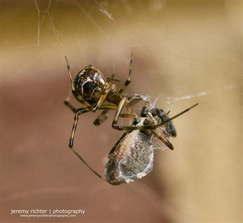 Parasteatoda Tepidariorum Having A Visitor For Dinner Learn More About