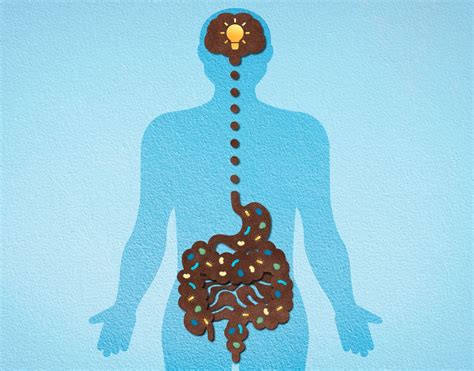 Gut Microbiota Holds Clues To Predicting Alzheimers Risk