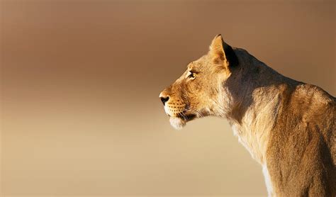 Lioness Portrait By Johan Swanepoel Royalty Free And Rights Managed