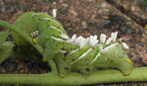 This wasp lays its eggs inside the hornworm. Hermit Musings: Parasitized Tomato Hornworm