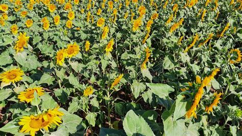 Green Yellow Background Plant Field Of Flowers Of Sunflowers Natural