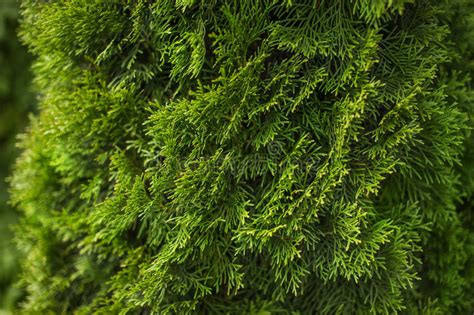 Natural Green Coniferous Background Stock Image Image Of Green