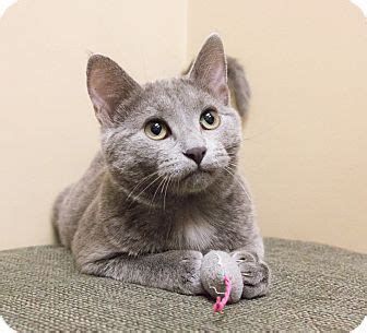 Minnie mouse $1100 minnie mouse located in chicago available beautiful female black and white bicolor. Russian Blue Kitten for adoption in Chicago, Illinois ...