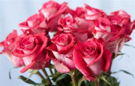 Wow 28 Rangkaian Bunga Mawar Terindah Gambar Bunga Hd