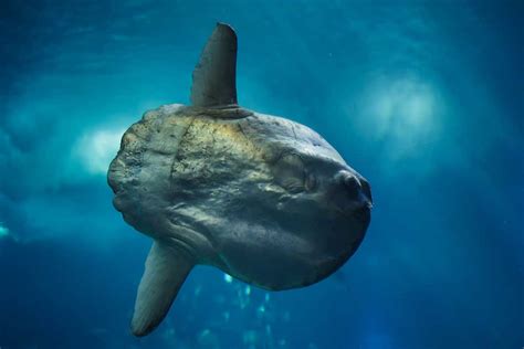 Ocean Sunfish Facts About The Mola Mola Fish 4ocean