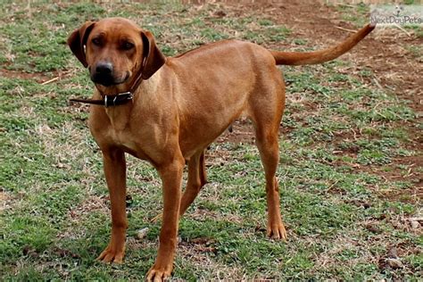 Leigha Rhodesian Ridgeback Puppy For Sale Near Southeast Ks Kansas