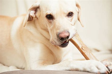 Dog Bone Pictures Images And Stock Photos Istock