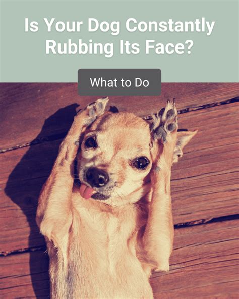What To Do When Your Dog Constantly Rubs Its Face Southeast