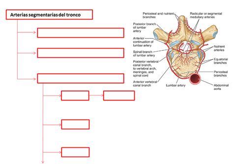 Vascularización columna vertebral arterias Diagram Quizlet