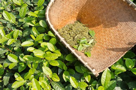 Get To Know Green Tea Yogi Tea