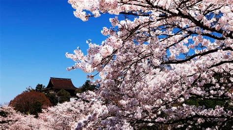 5 Places To Be Blown Away By Sakura Season In Japan
