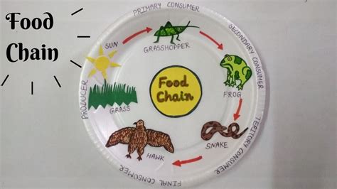 Food Chain Model Project For School Students Easy Science Model