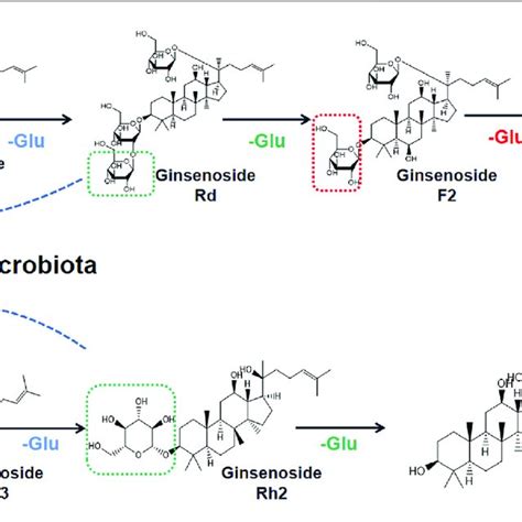 Deglycosylation Process Of Ginsenosides Rb1 And Rg3 Through Gut Download Scientific Diagram