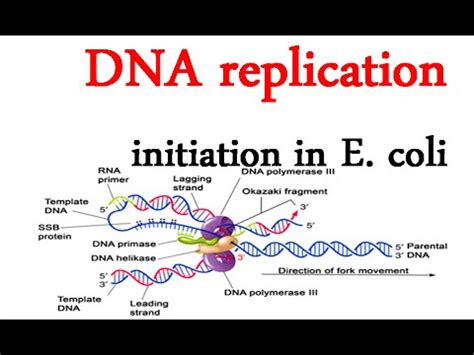 Coli led to repair of the. DNA replication initiation in E coli - YouTube