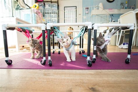 Animals affected with cerebellar hypoplasia will usually show signs at birth or shortly thereafter. They Give These Wobbly Sisters Wheels, Seconds After They ...