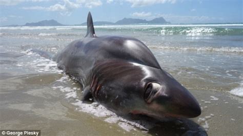 Tourist Finds Thresher Shark Washed Up On A New Zealand Beach Daily