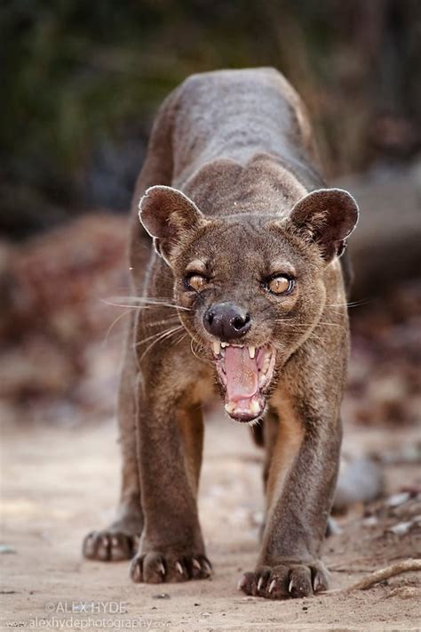 The Fossa Is The Largest Mammalian Carnivore Native To Madagascar They