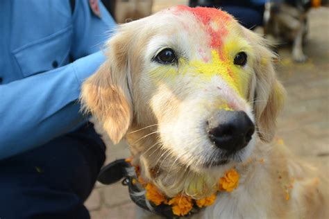 Nepal Police Dogs Are Blessed To Celebrate Hindu Festival Of Tihar Or
