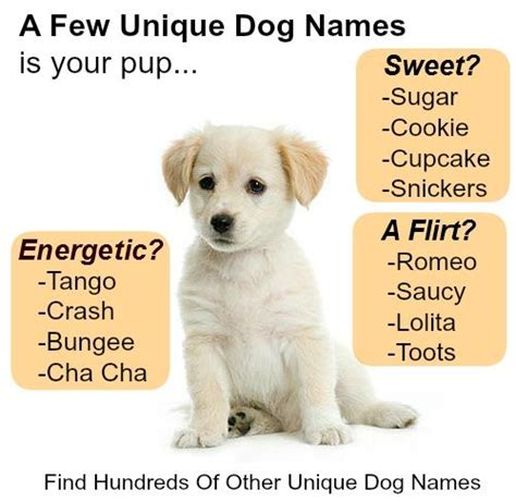 Unique Dog Names Unusual Puppy Names For Your Boy Pup Dog And Unique