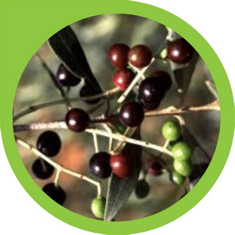 Our olive trees are grown in a remote, wild mountainous region of southern greece in a beyond organic landscape free of chemicals, herbicides and pesticides. Wild Olive - Gift A Tree | Precious Tree Project NPO