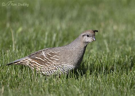 My Mated Pair Of Backyard California Quail Feathered Photography