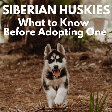 Five Things To Know Before Adopting A Siberian Husky Pethelpful