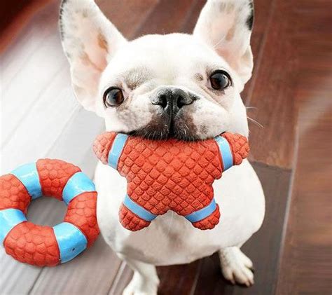 In 2015 and third in australia in 2017. Top 10 Toys For French Bulldogs To Keep Your Pooch ...