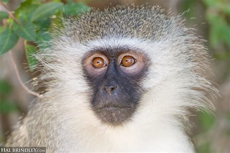 Daily Creature 64 Vervet Monkey Hal Brindley Wildlife Photography