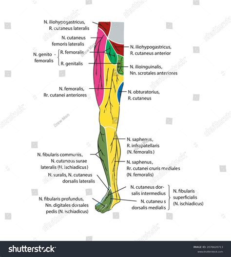 Leg Muscle Anatomical Structure Labeled Front Stock Vector Royalty