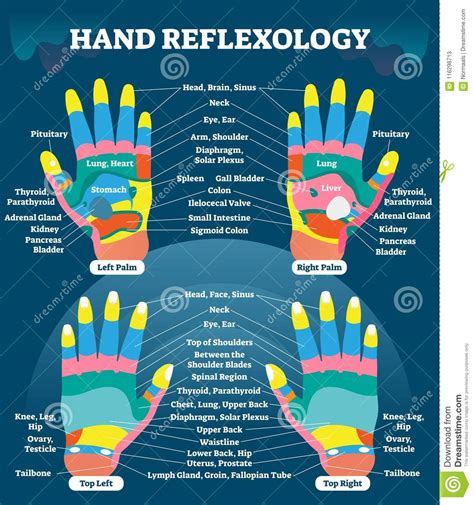 Hand Reflexology Massage Therapy Medical Vector Illustration Chart