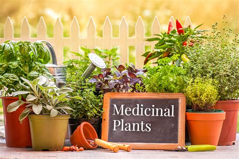 5 Most Powerful Medicinal Plants