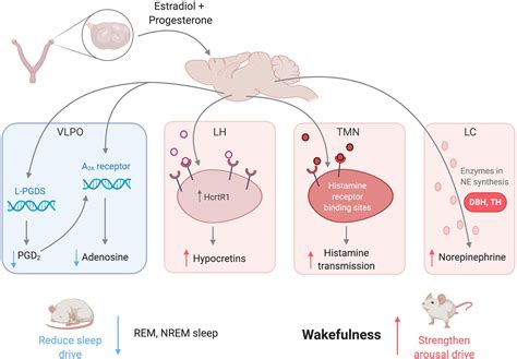 Frontiers Neurobiological And Hormonal Mechanisms Regulating Womens Sleep